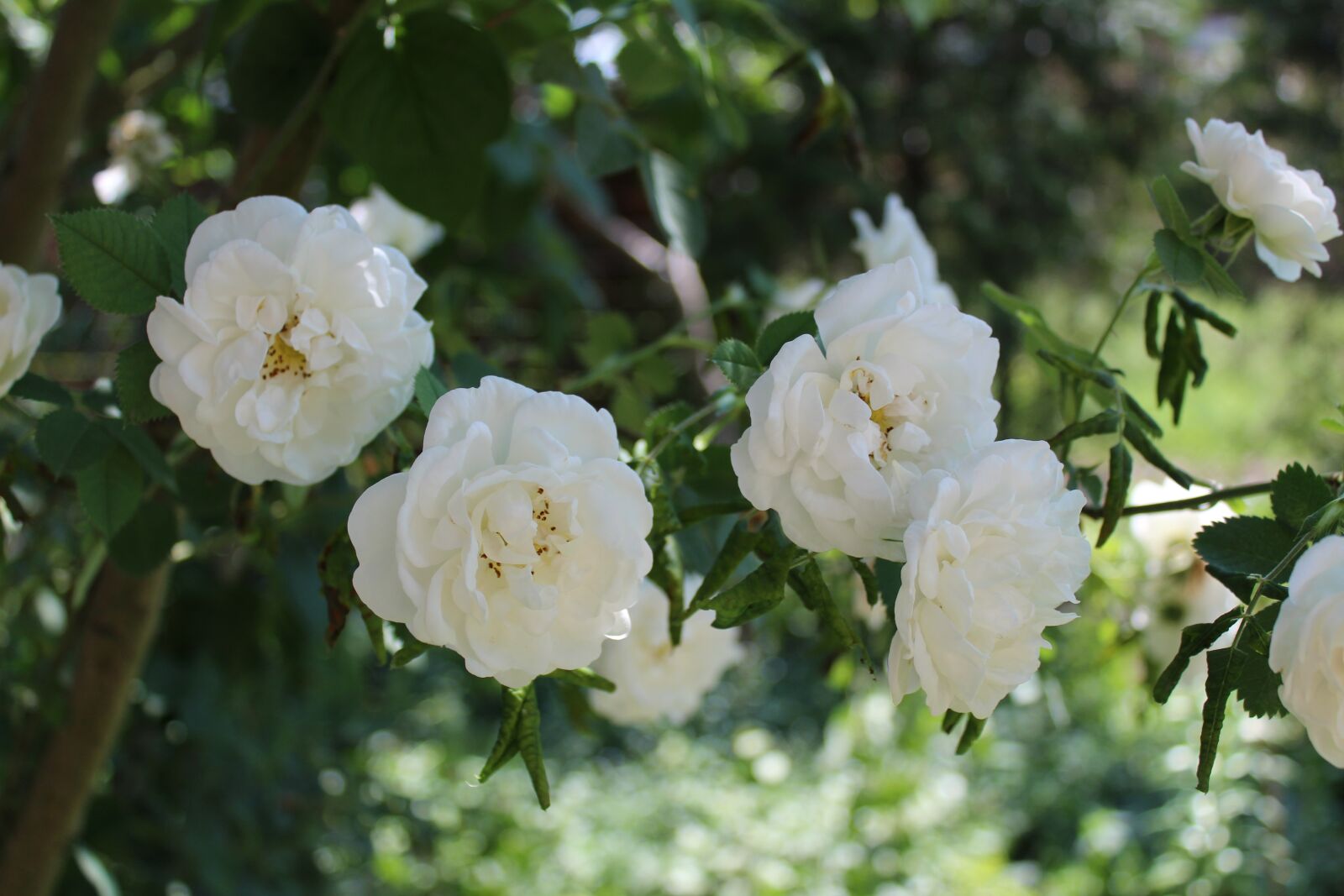 Canon EOS 1300D (EOS Rebel T6 / EOS Kiss X80) sample photo. Rose, flower, rose flower photography