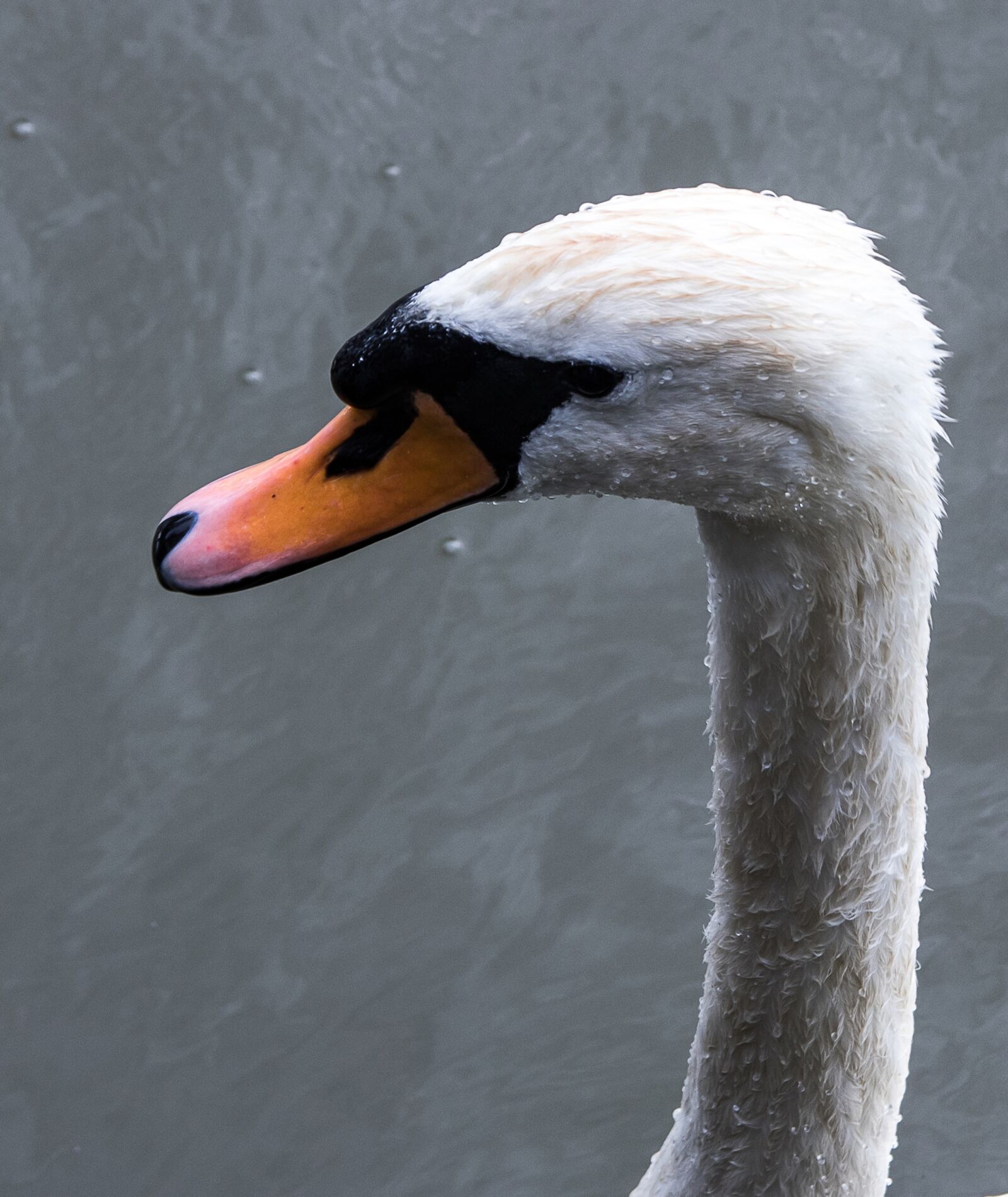 Canon EOS 80D sample photo. Swan, bird, water bird photography