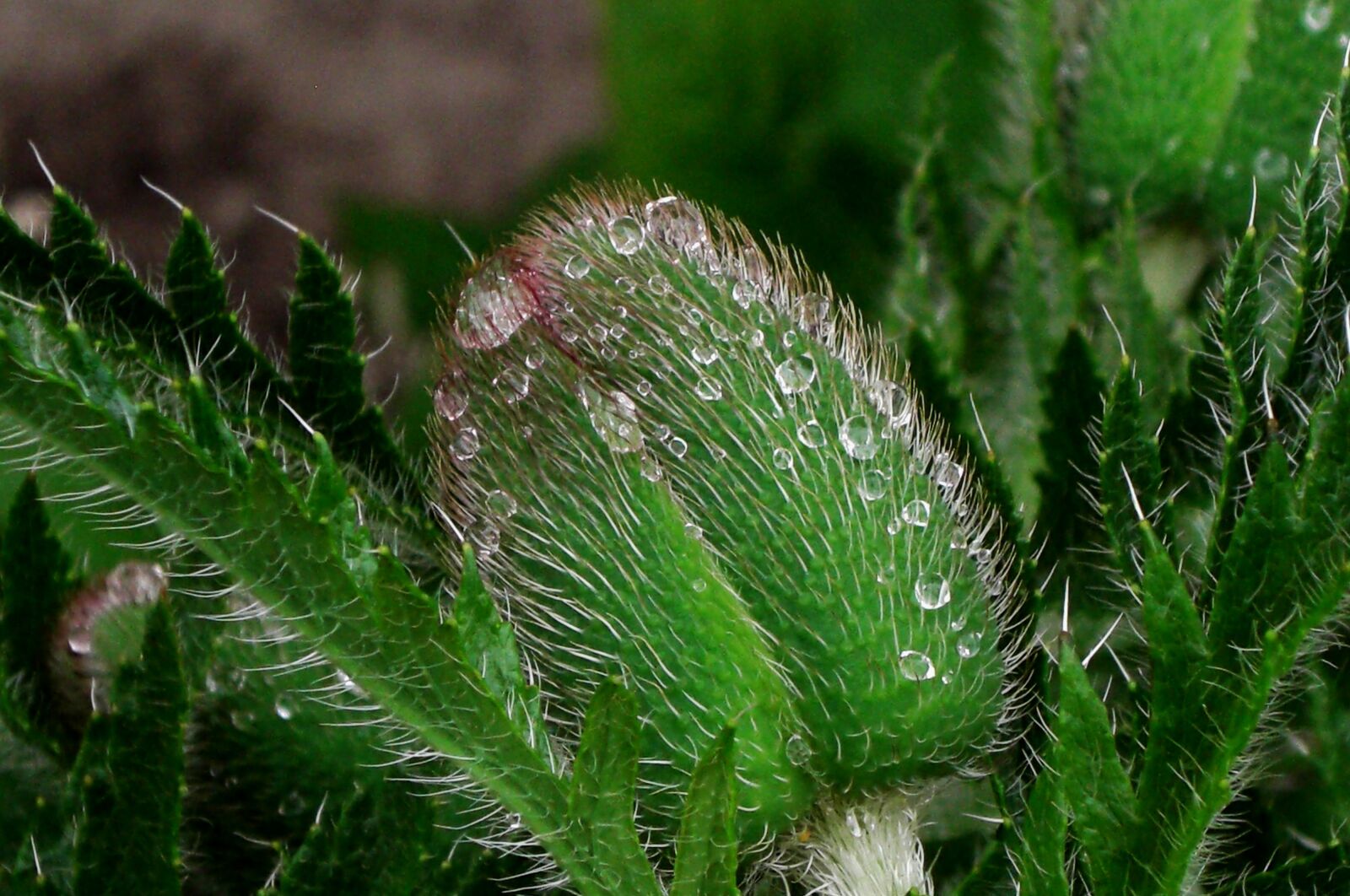CASIO EX-Z1200 sample photo. Poppy, dewdrop, green photography