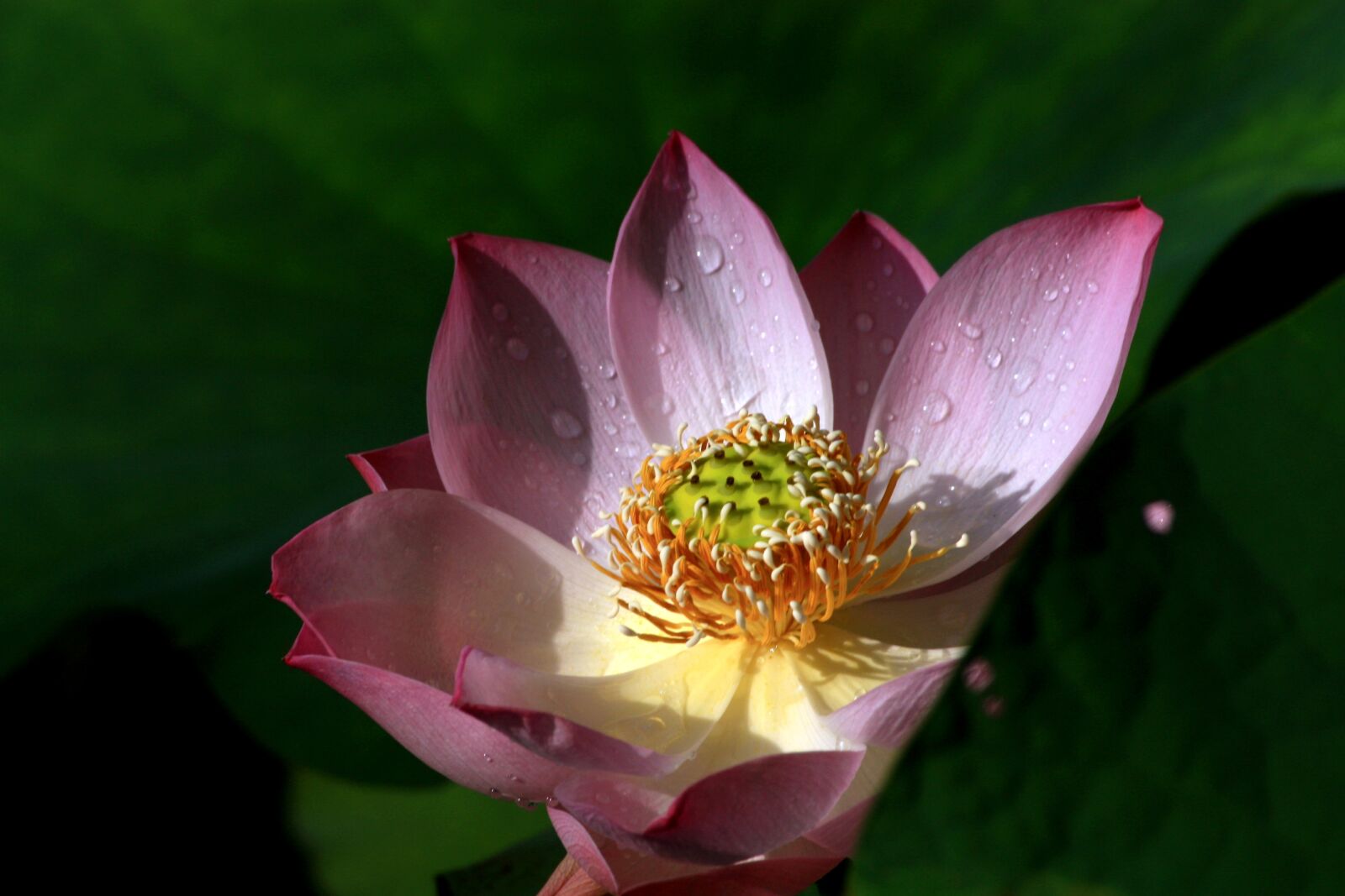 Canon EOS 450D (EOS Rebel XSi / EOS Kiss X2) sample photo. Dutch, lotus, plant photography