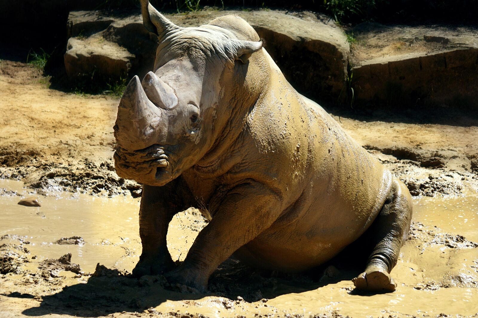 Sony E 55-210mm F4.5-6.3 OSS sample photo. Rhino, animal, africa photography