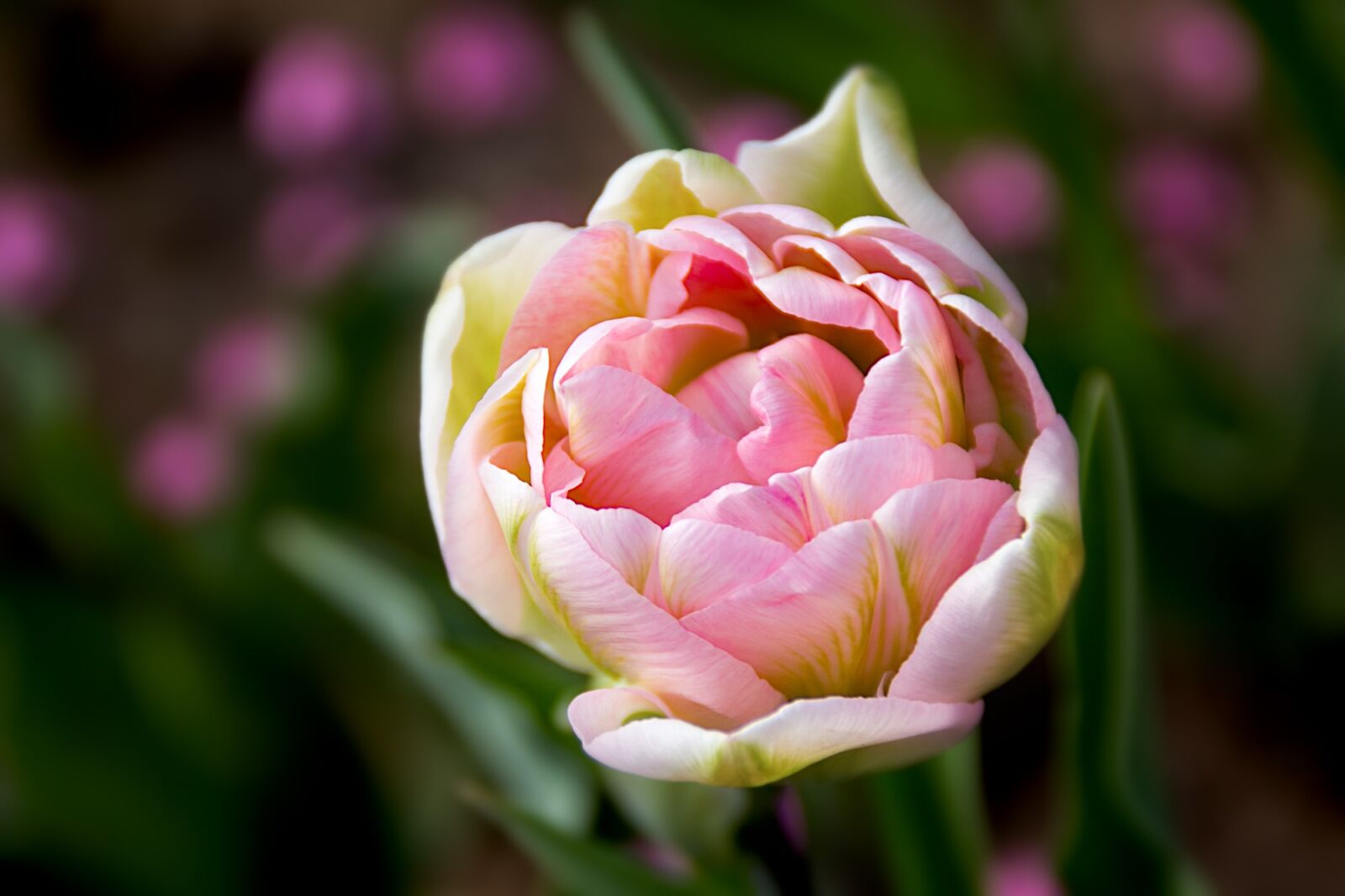 Canon EOS 60D sample photo. Flower, blossom, bloom photography