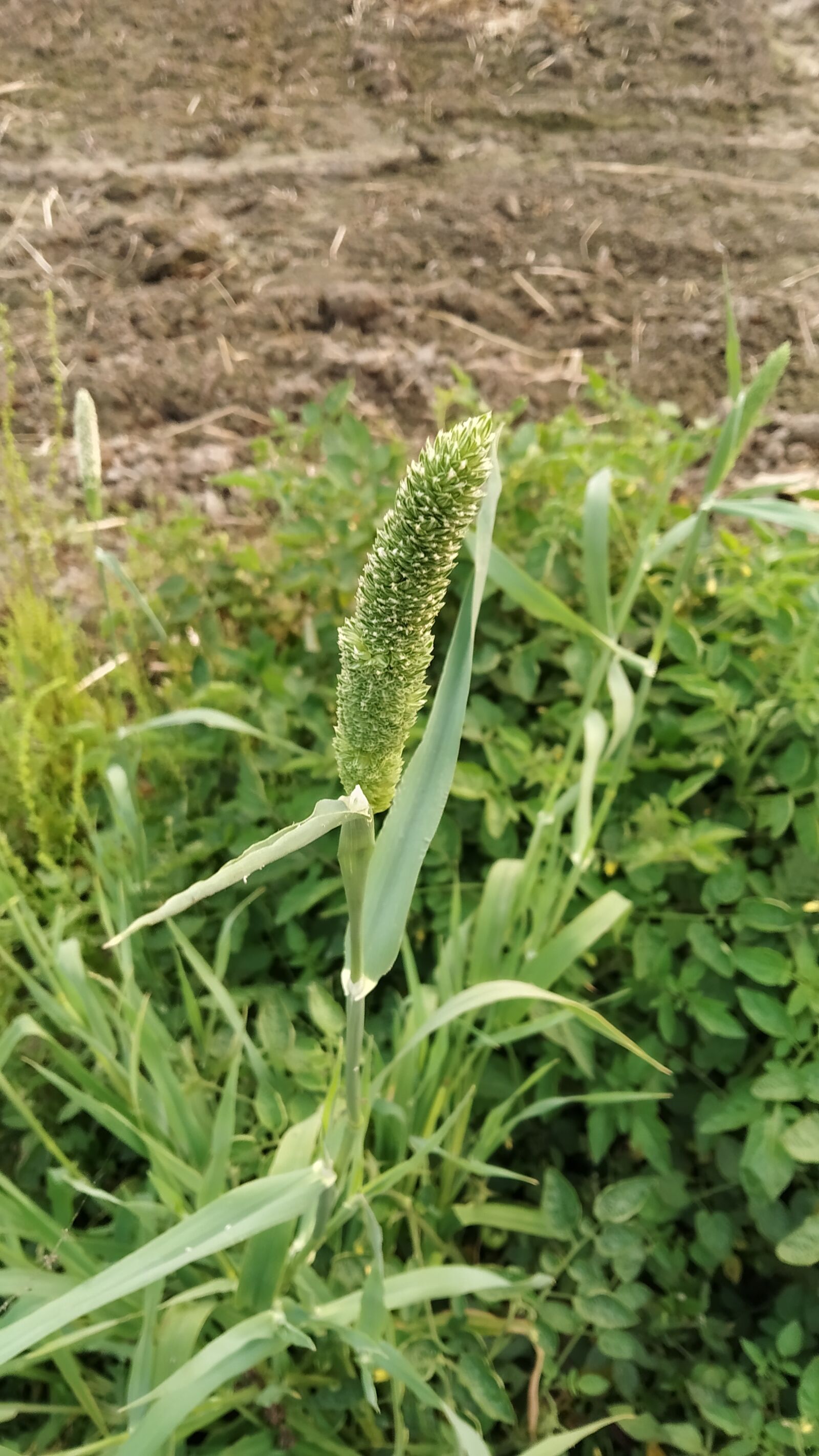 Xiaomi Redmi Note 7 sample photo. Grass in big size photography