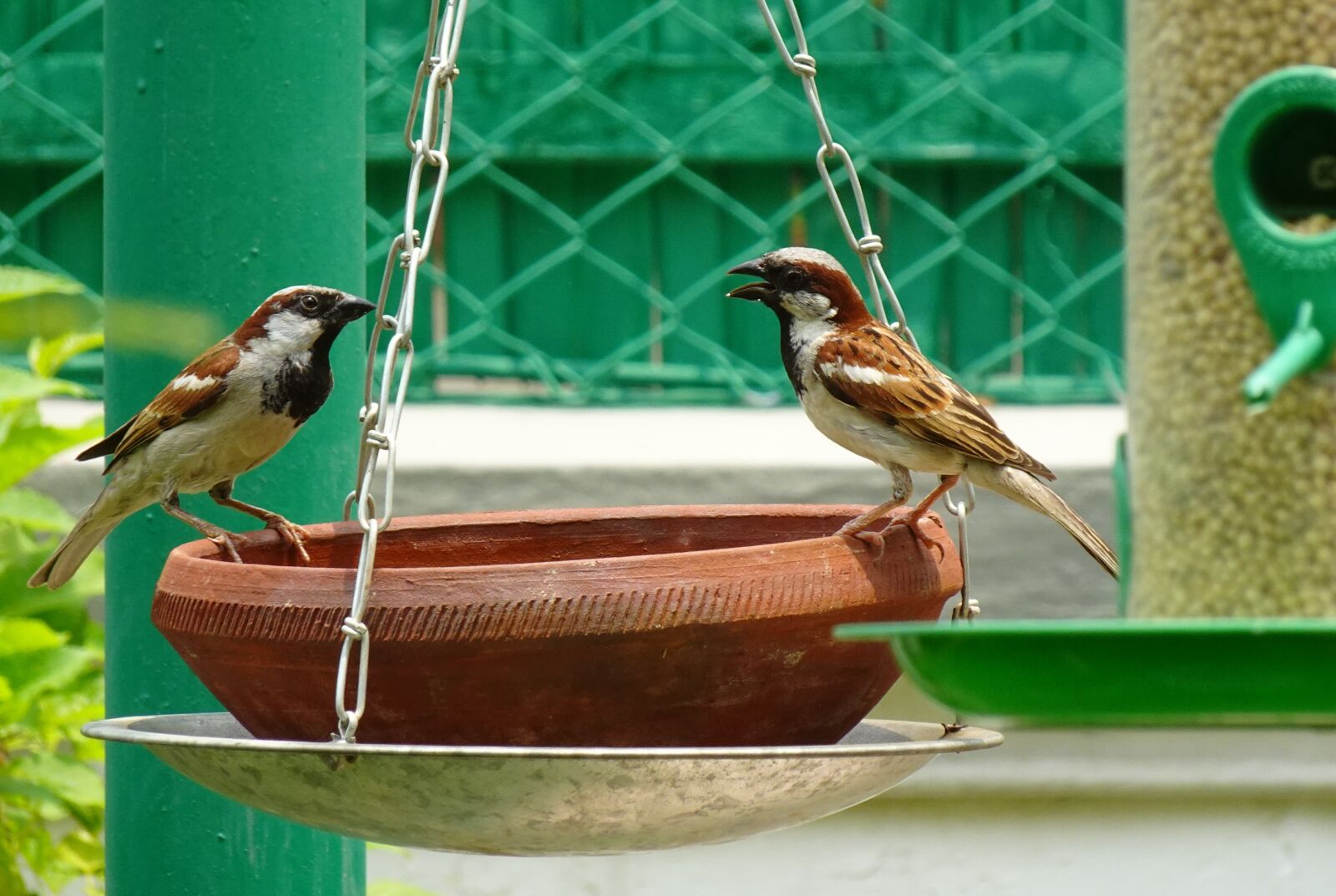 Sony DSC-WX800 sample photo. Bird, house sparrow, male photography