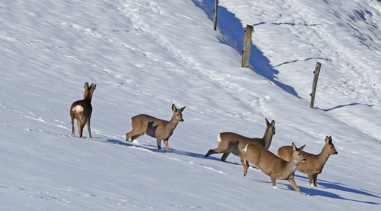 Panasonic Lumix DMC-FZ1000 sample photo. Winter, landscape, red deer photography