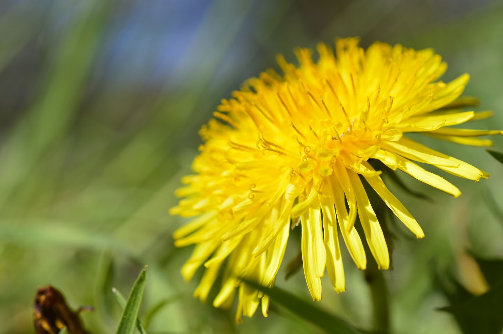 Nikon D3200 sample photo. Dandelion, taraxacum, composites photography