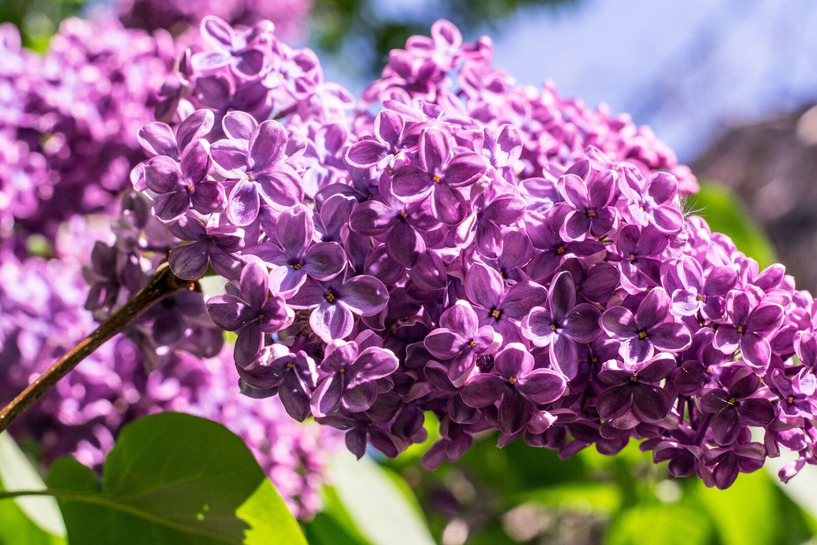 Nikon D3300 sample photo. Nature, plant, flower photography