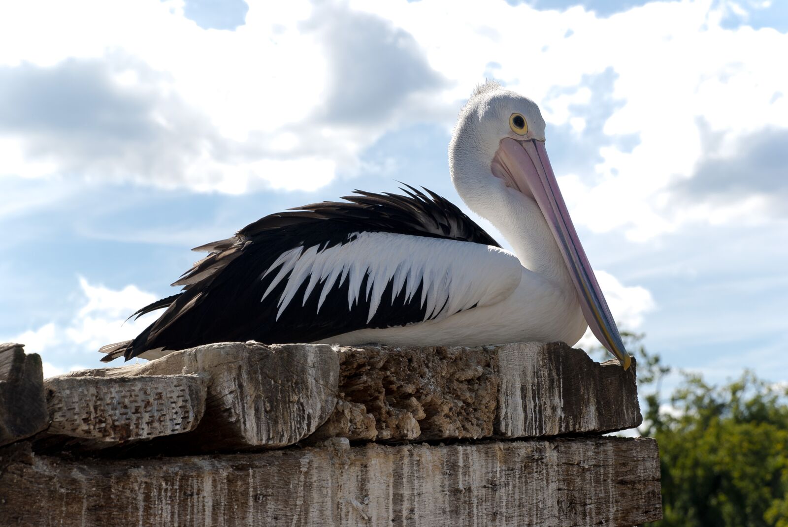 Nikon D80 sample photo. Animal, bird, pelican photography