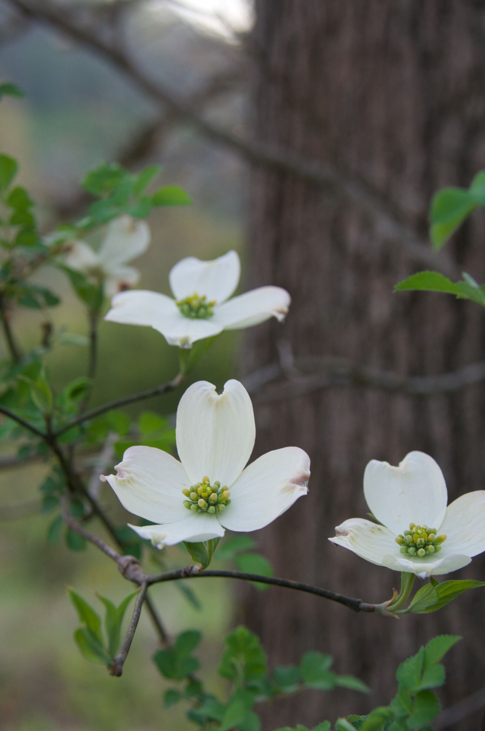 Nikon D90 sample photo. Dogwood, flower, blossom photography