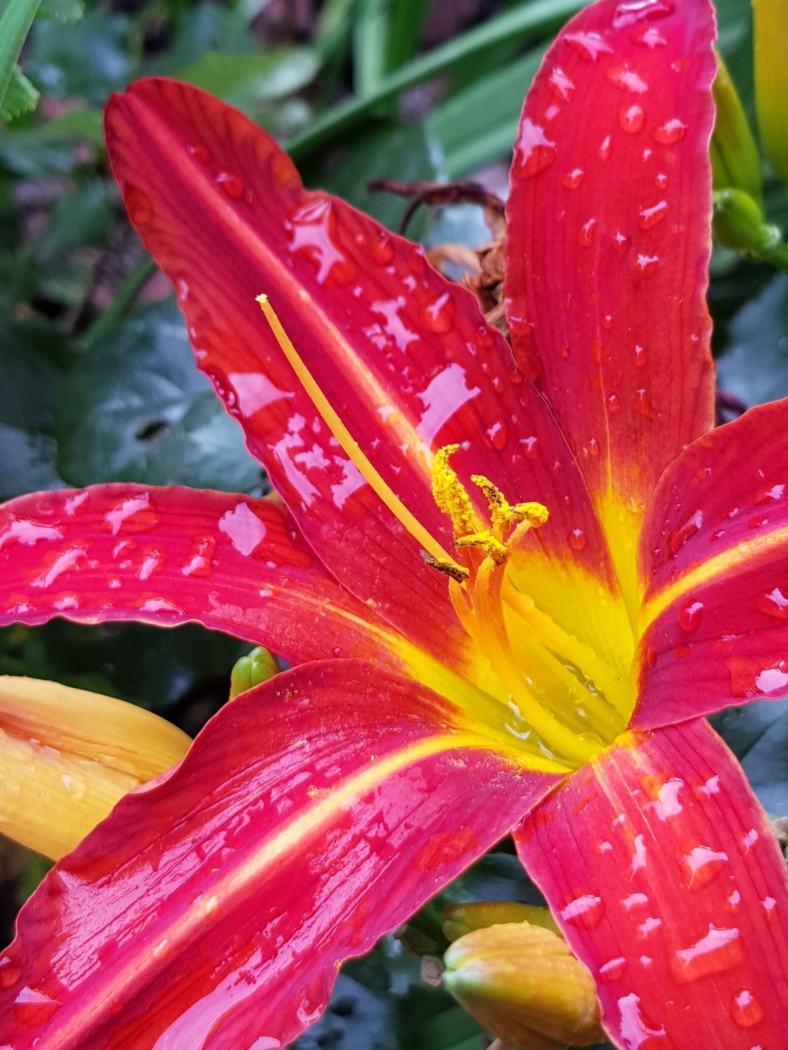Samsung Galaxy S8 sample photo. Flower, plant, summer photography
