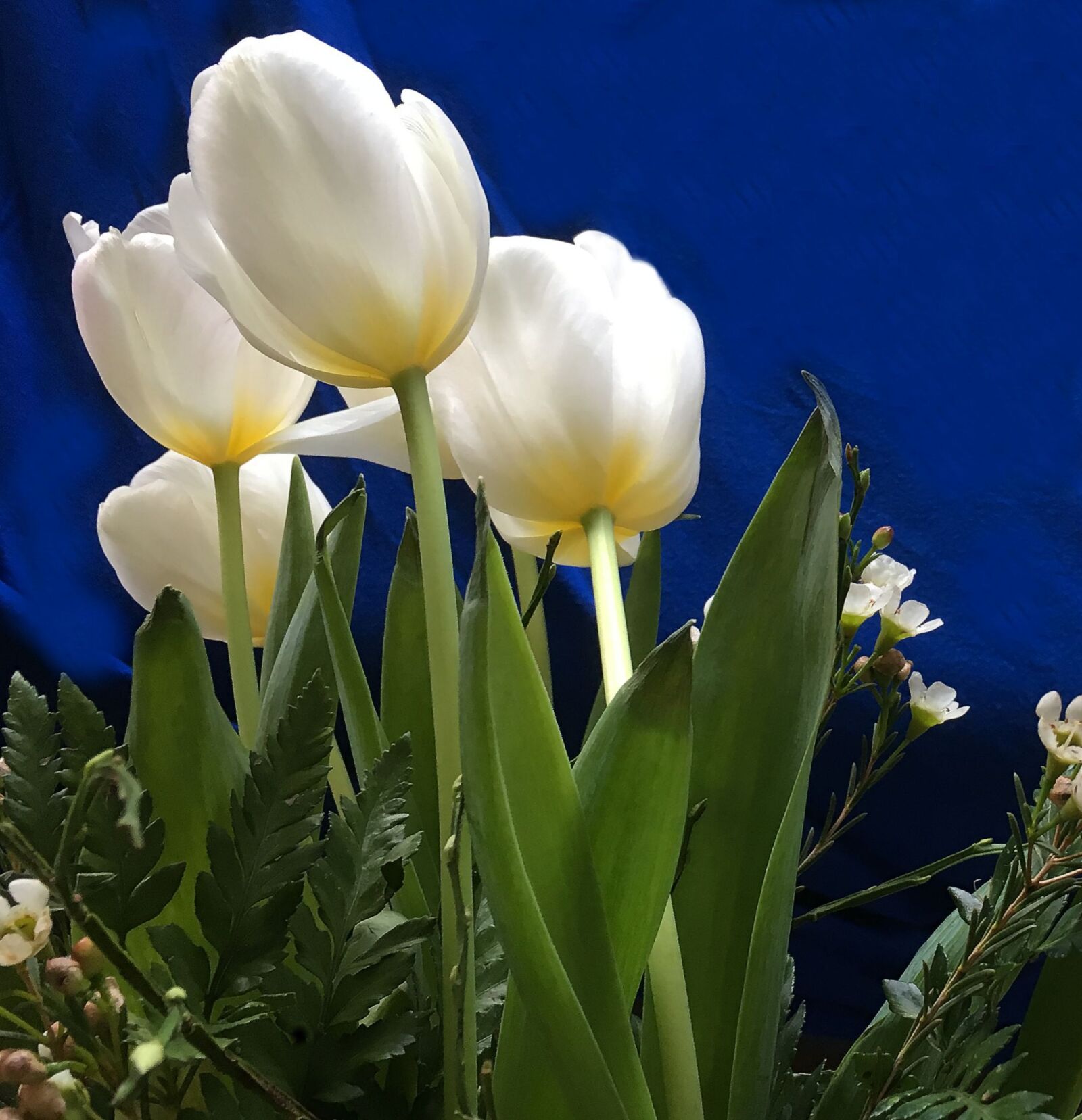 Apple iPhone 6s sample photo. Tulips, strauss, flowers photography