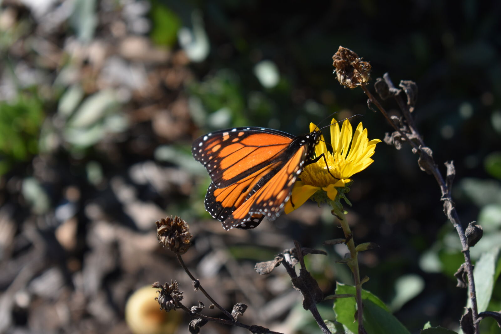 Nikon AF-P DX Nikkor 18-55mm F3.5-5.6G sample photo. Close, up, of, butterfly photography