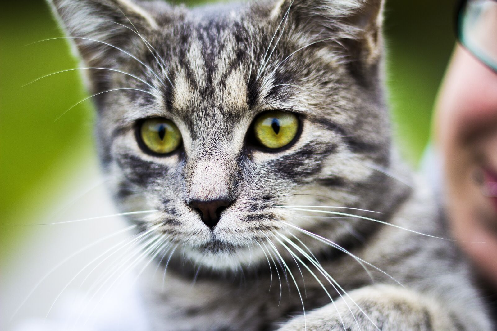 Canon EOS 600D (Rebel EOS T3i / EOS Kiss X5) + Canon EF 50mm F1.8 II sample photo. Cat, domestic cat, kitten photography