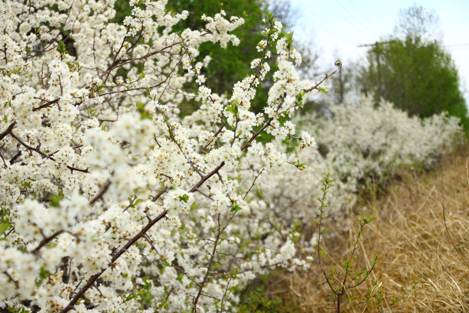 Canon EOS 550D (EOS Rebel T2i / EOS Kiss X4) sample photo. Spring, nature, flowers photography