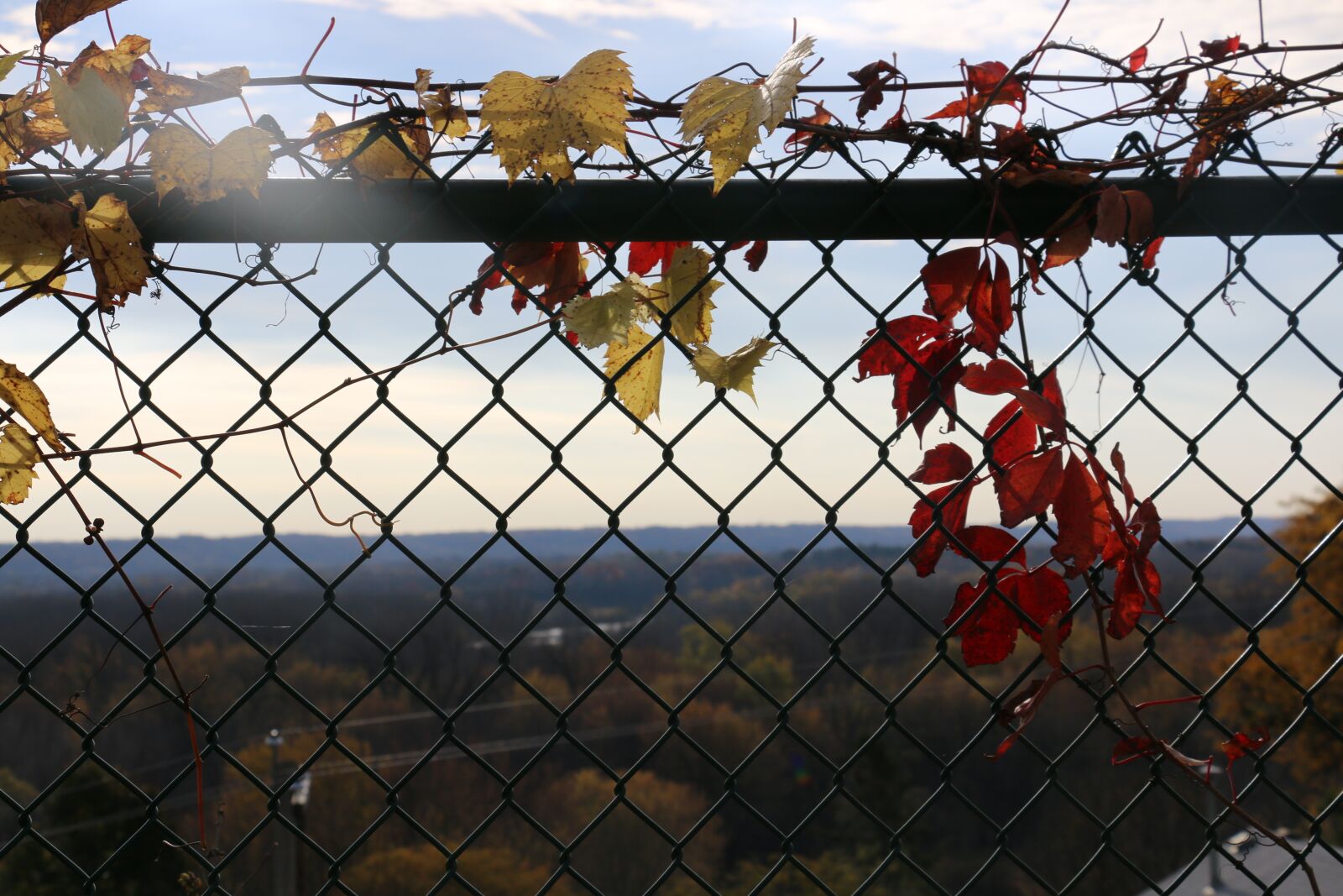 Canon EOS 70D sample photo. Fence, leaves, autumn photography
