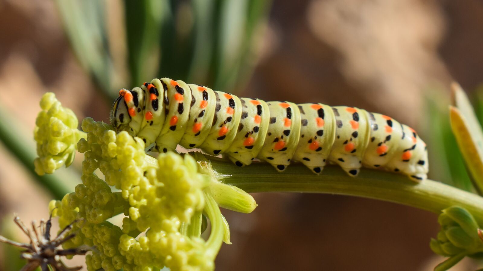 Nikon D3300 sample photo. Caterpillar, lepidoptera, animal photography