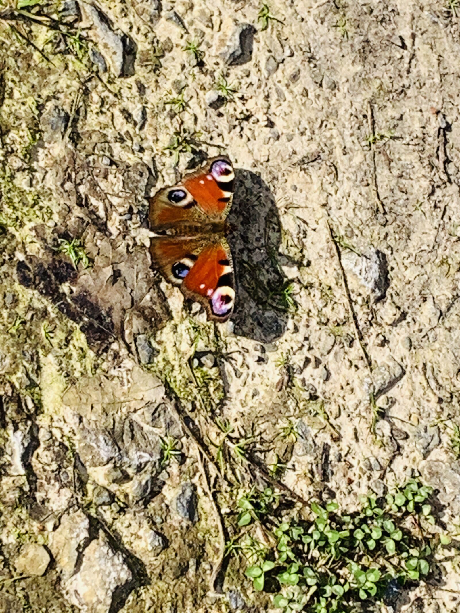 Apple iPhone XR sample photo. Butterfly, butterfly strike, butterfly photography