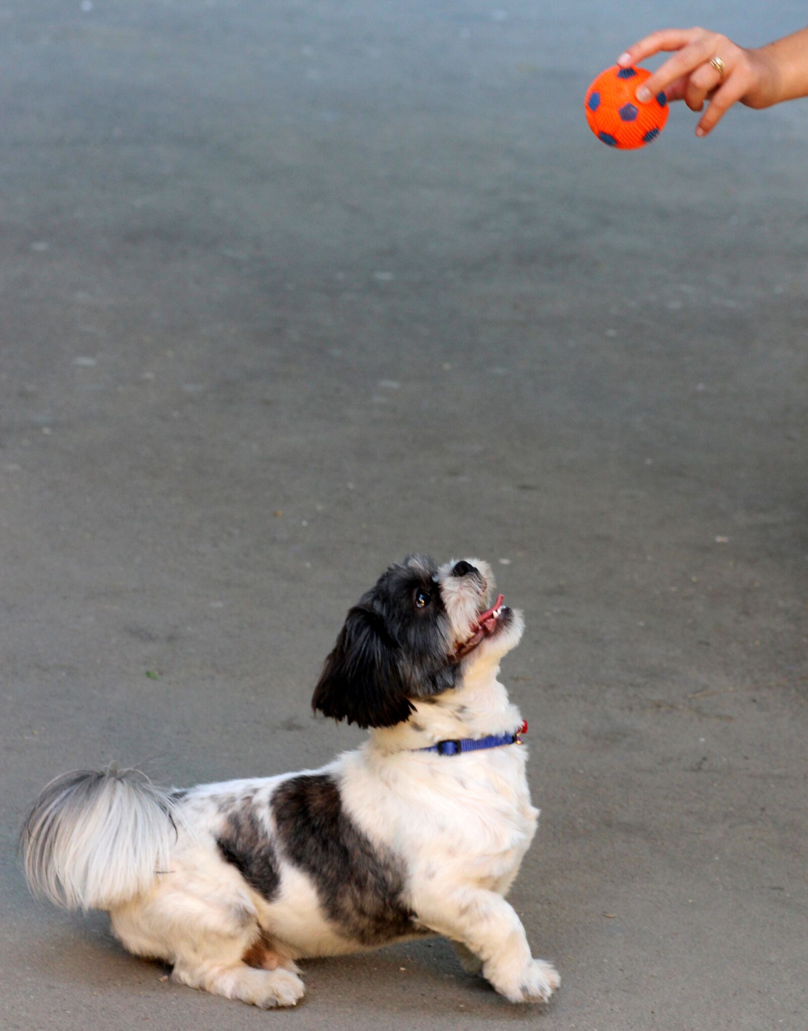 Canon EOS 700D (EOS Rebel T5i / EOS Kiss X7i) + Canon EF 85mm F1.8 USM sample photo. Dog, play, ball photography