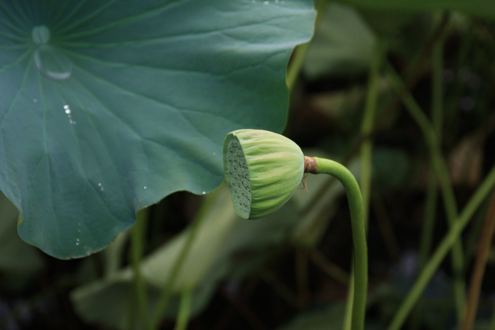 Canon EOS 40D sample photo. Lotus seed, lotuspip, lotus photography