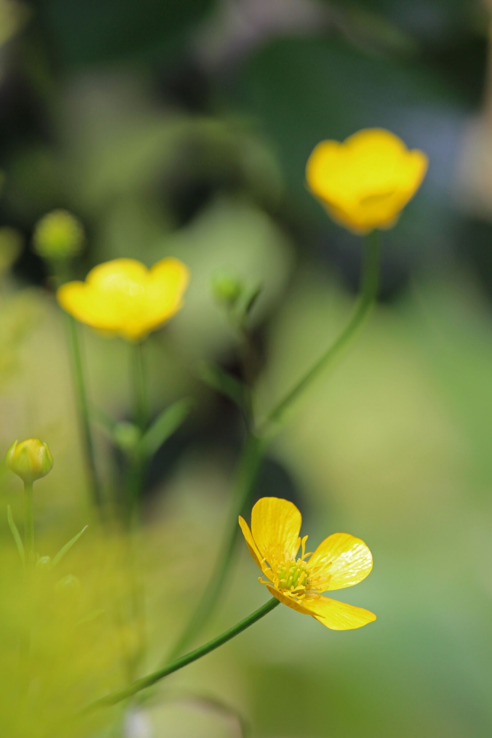 Canon EOS 700D (EOS Rebel T5i / EOS Kiss X7i) + Canon EF-S 55-250mm F4-5.6 IS STM sample photo. Caltha palustris, meadow, yellow photography