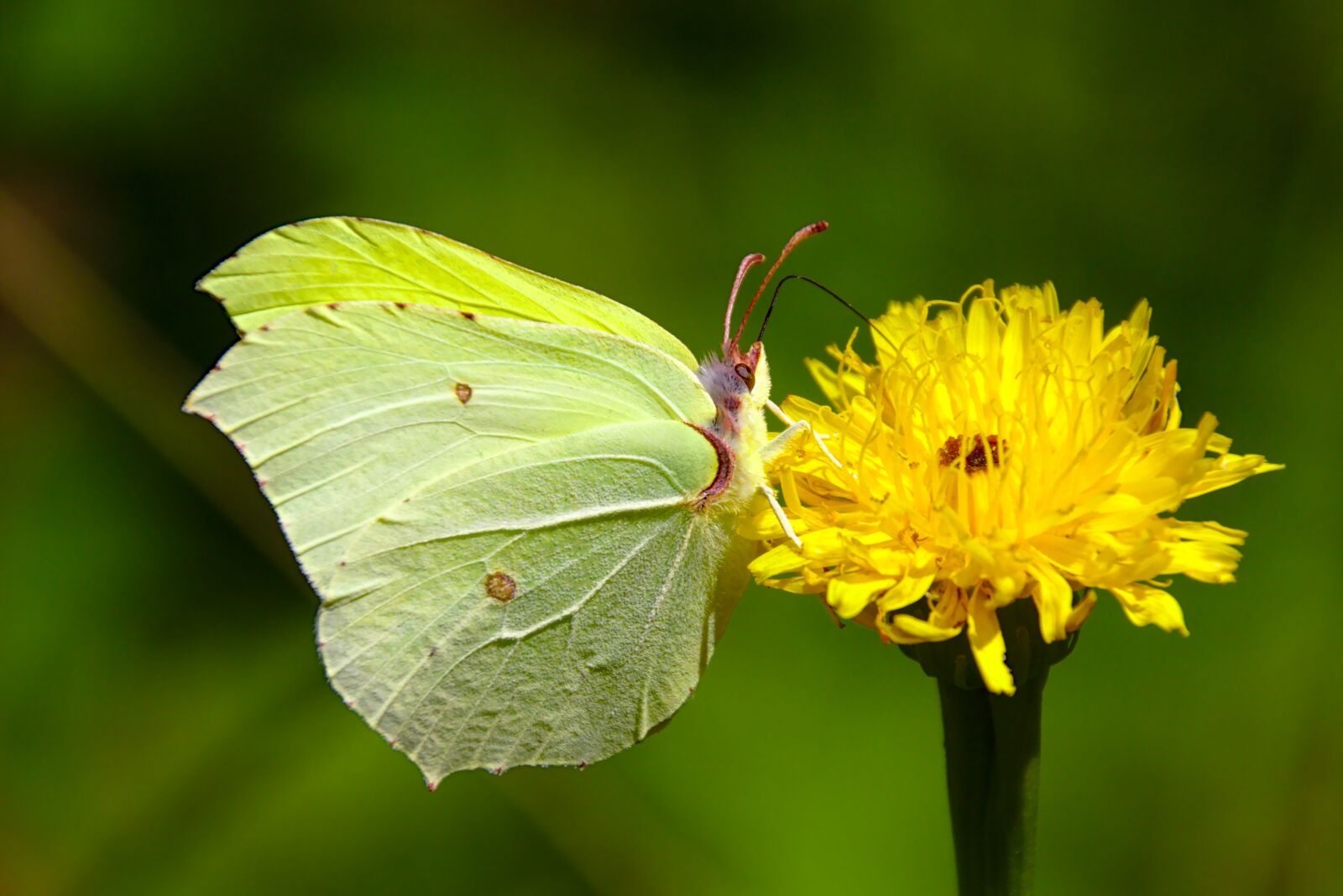 Canon EOS 650D (EOS Rebel T4i / EOS Kiss X6i) sample photo. Butterfly, macro, nature photography