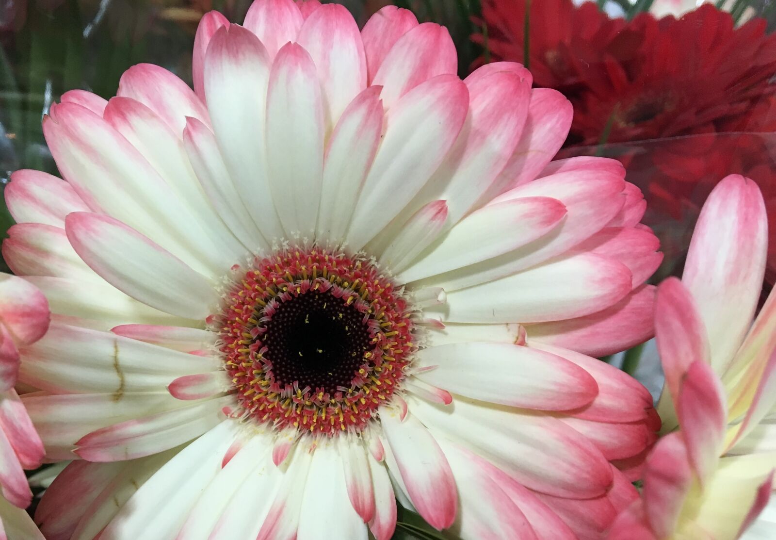 Apple iPhone 6s sample photo. Flower, nature, flora photography