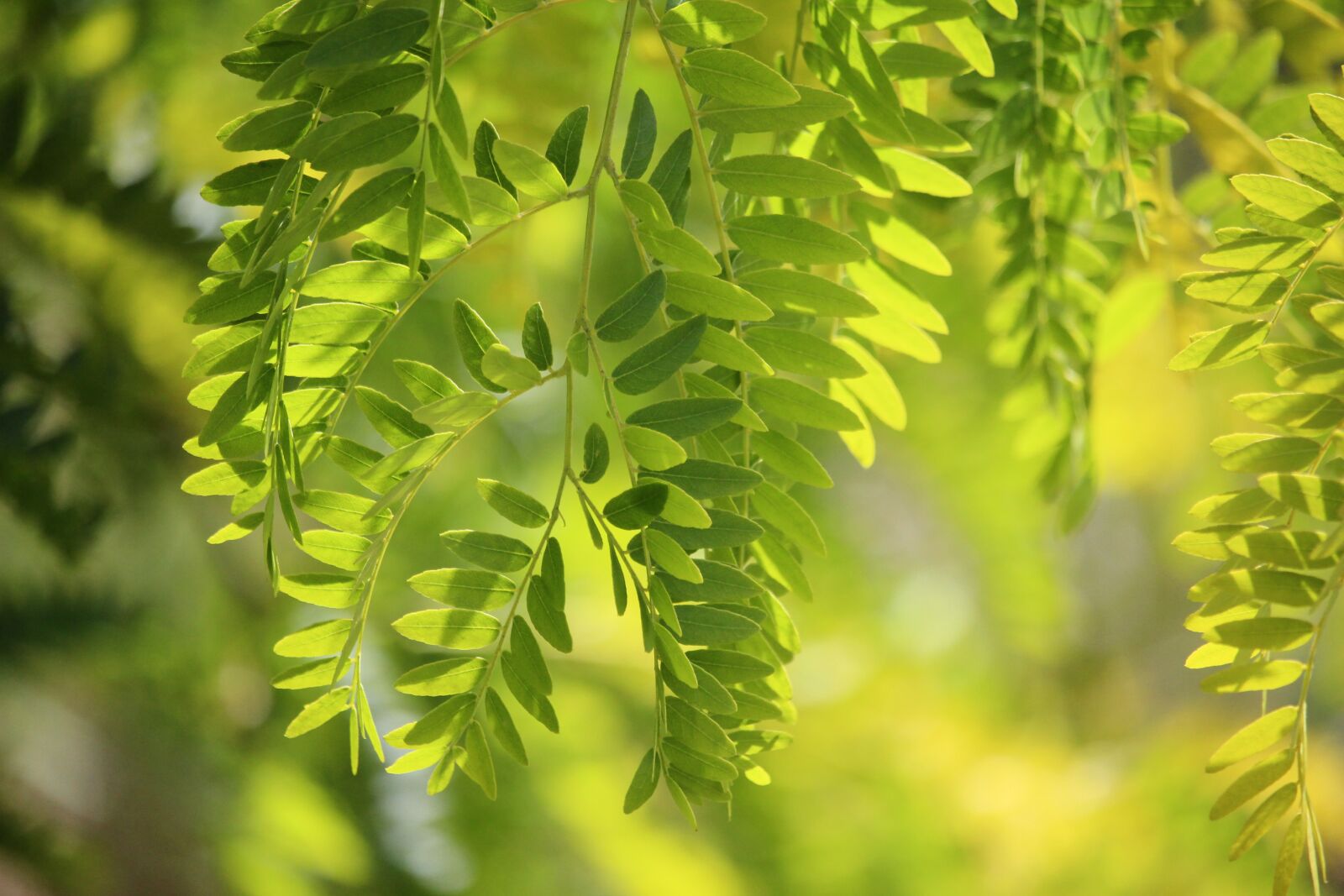 Canon EF-S 55-250mm F4-5.6 IS STM sample photo. Green, nature, tree photography