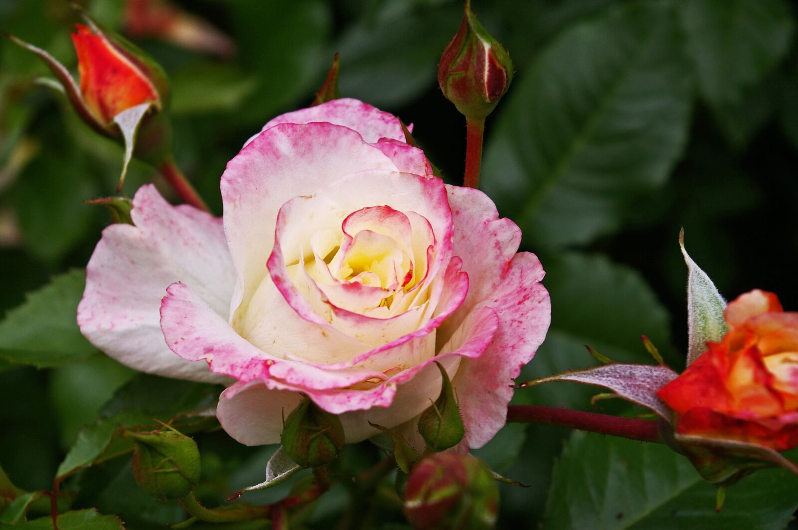 Pentax *ist DL2 sample photo. Rose, white rose, rose photography