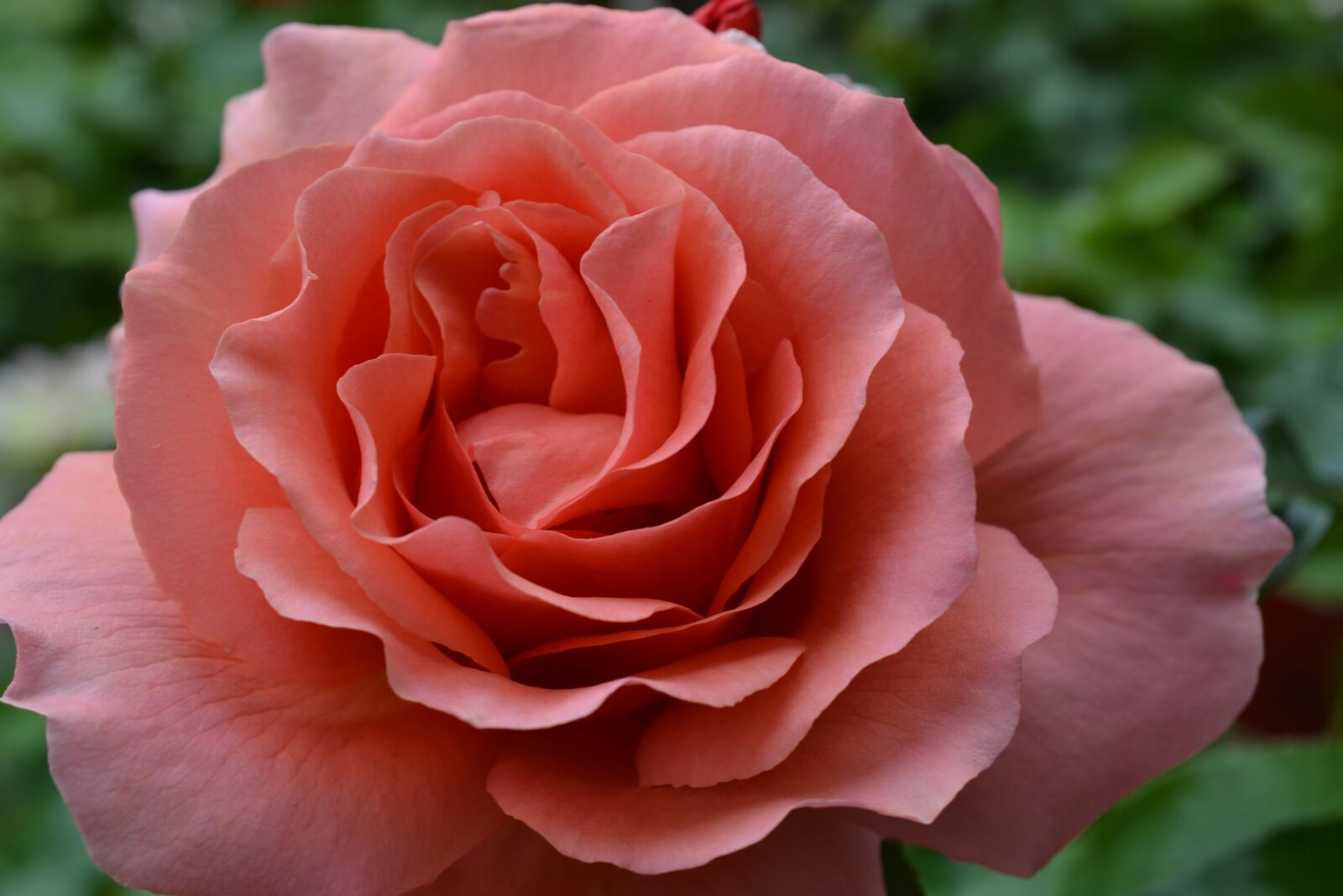 Nikon D3100 sample photo. Rose, flower, red photography