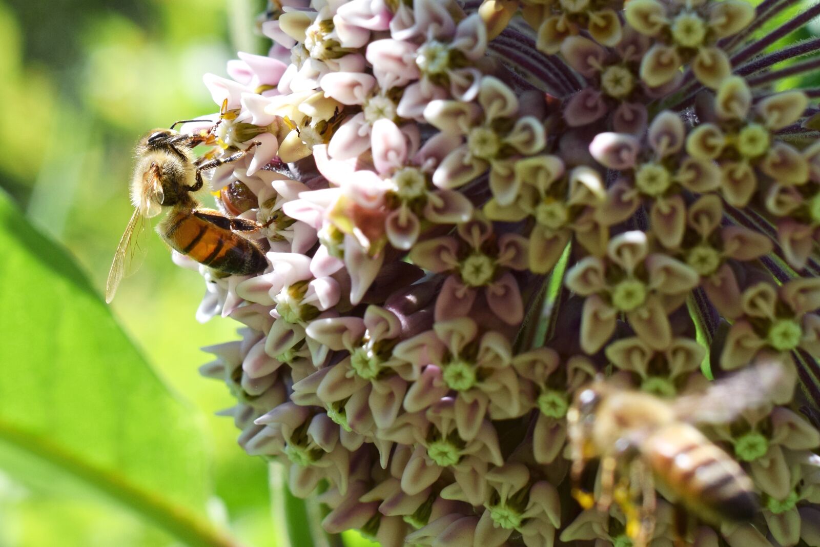 Nikon D5300 sample photo. Honey bee, flower, insect photography