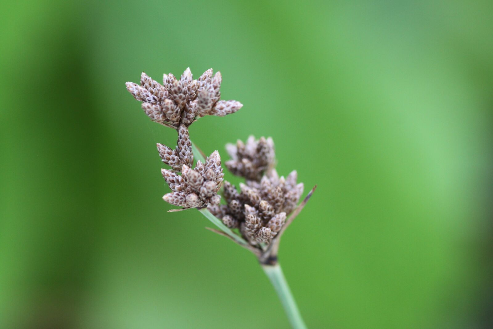 Canon EOS 500D (EOS Rebel T1i / EOS Kiss X3) sample photo. Plant, close up, nature photography
