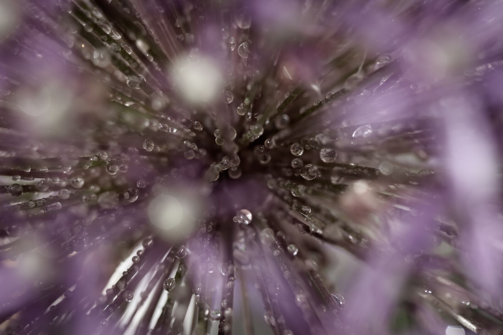 Canon EF-S 60mm F2.8 Macro USM sample photo. Ornamental onion, allum plant photography