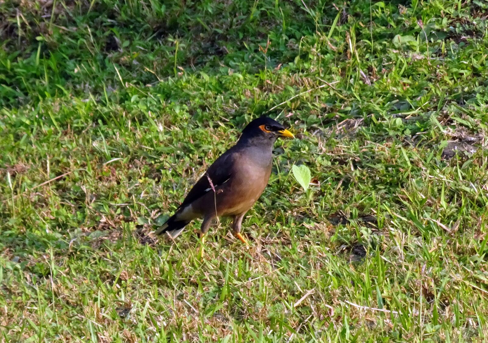 Sony Cyber-shot DSC-HX90V sample photo. Common myna, indian myna photography