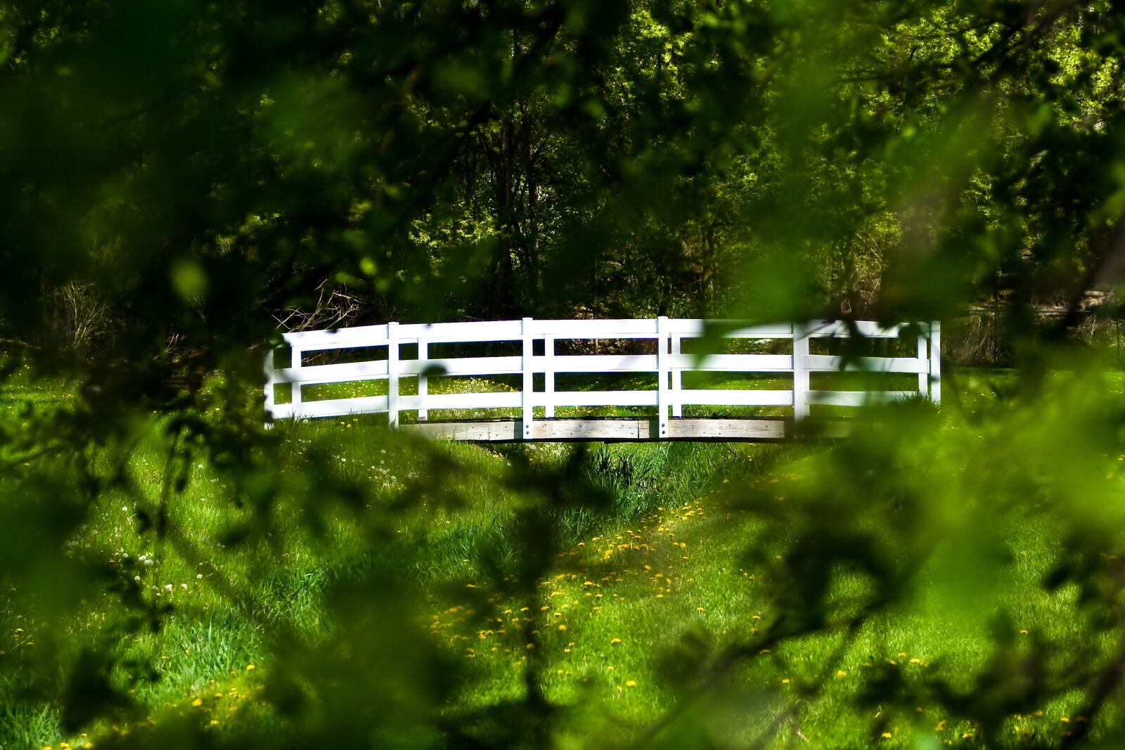 Canon EOS 400D (EOS Digital Rebel XTi / EOS Kiss Digital X) sample photo. Bridge, trees, forest photography