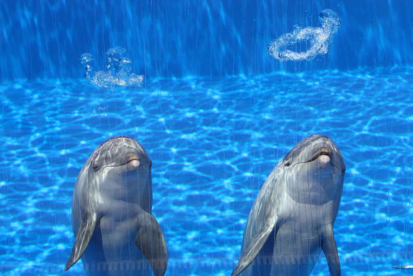 Canon EOS 450D (EOS Rebel XSi / EOS Kiss X2) sample photo. Dolphins, aquarium, fish photography