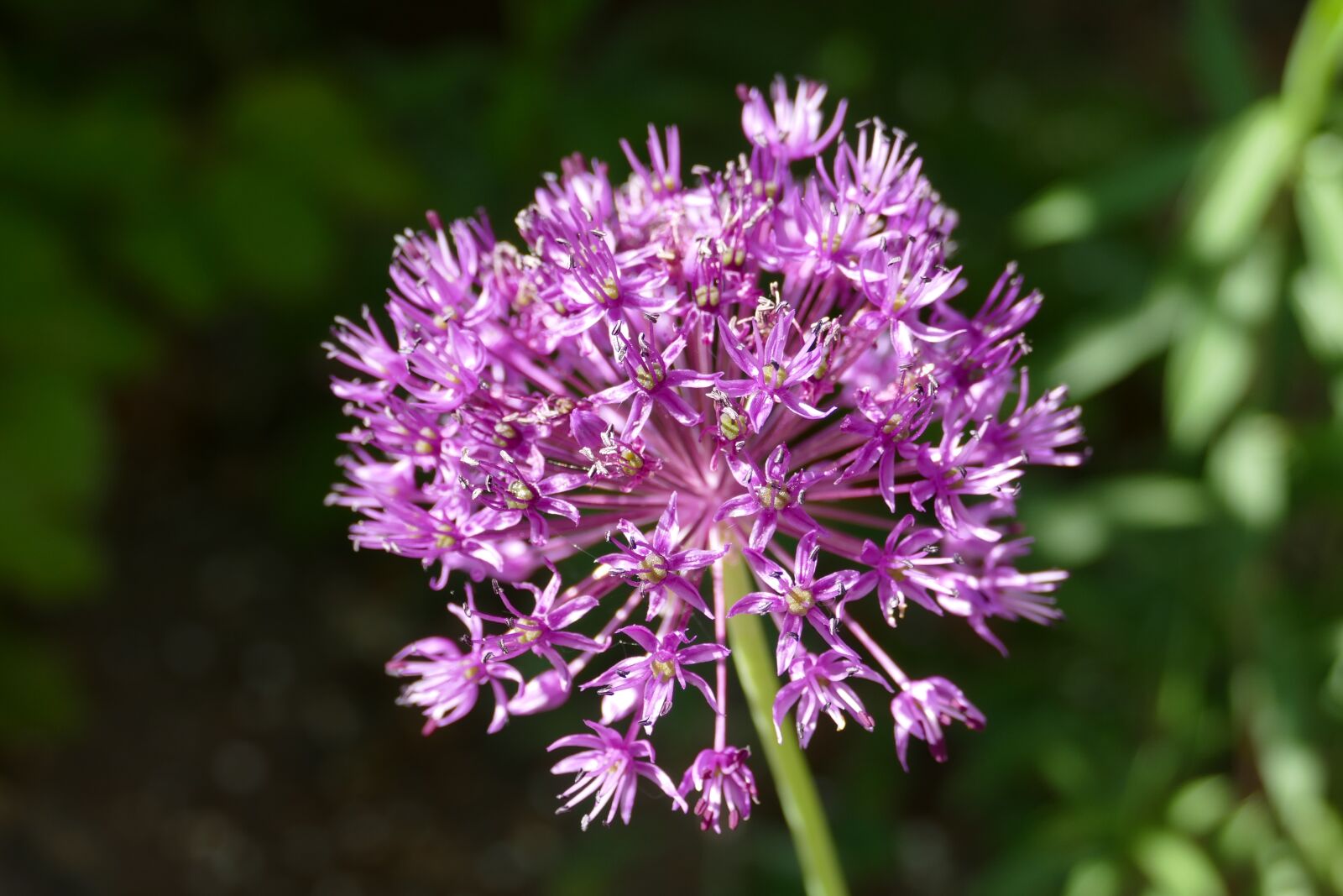 Panasonic Lumix DMC-FZ1000 sample photo. Ornamental onion, look, alium photography