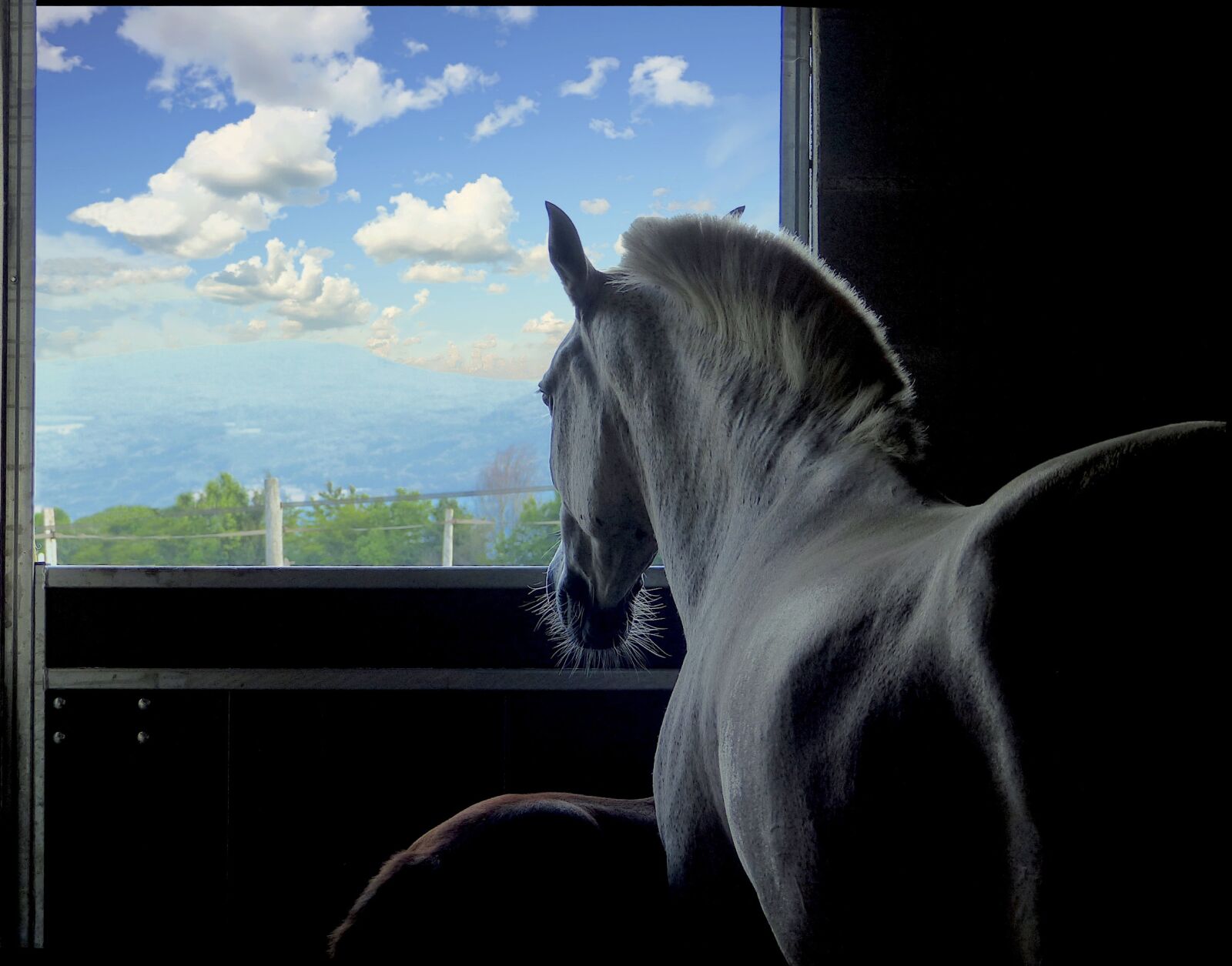 Panasonic Lumix DMC-FZ200 sample photo. Horse, boxing, window photography