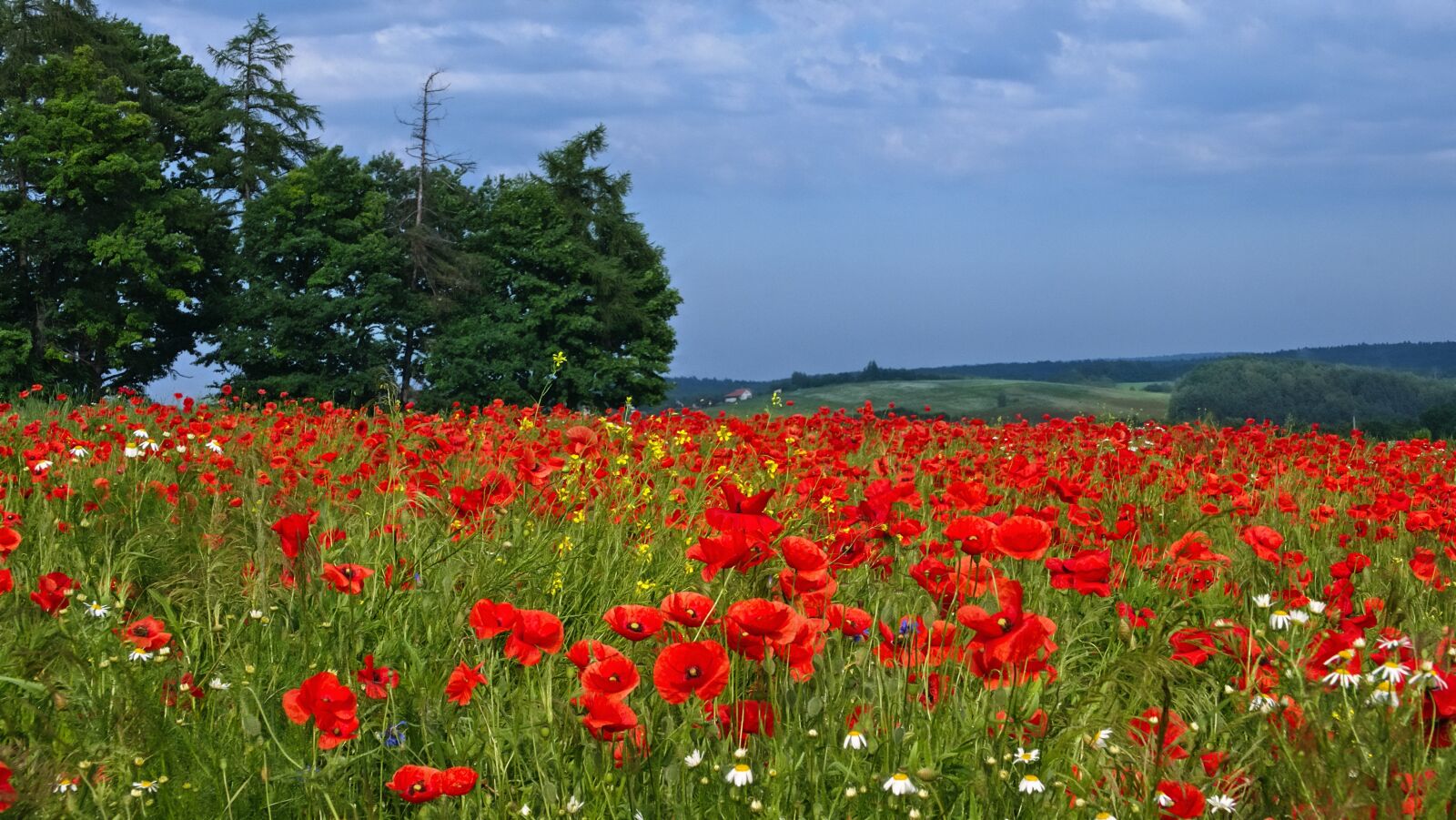 Panasonic Lumix DMC-LX100 sample photo. Poppies, spring, field photography