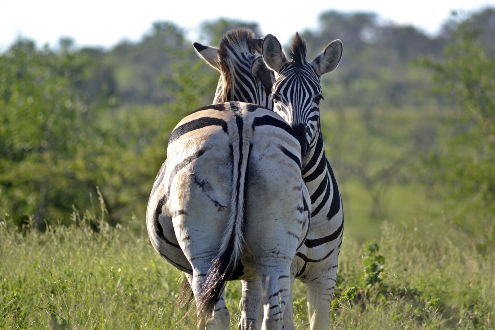 Nikon D3100 sample photo. Zebra, umfolozi game reserve photography
