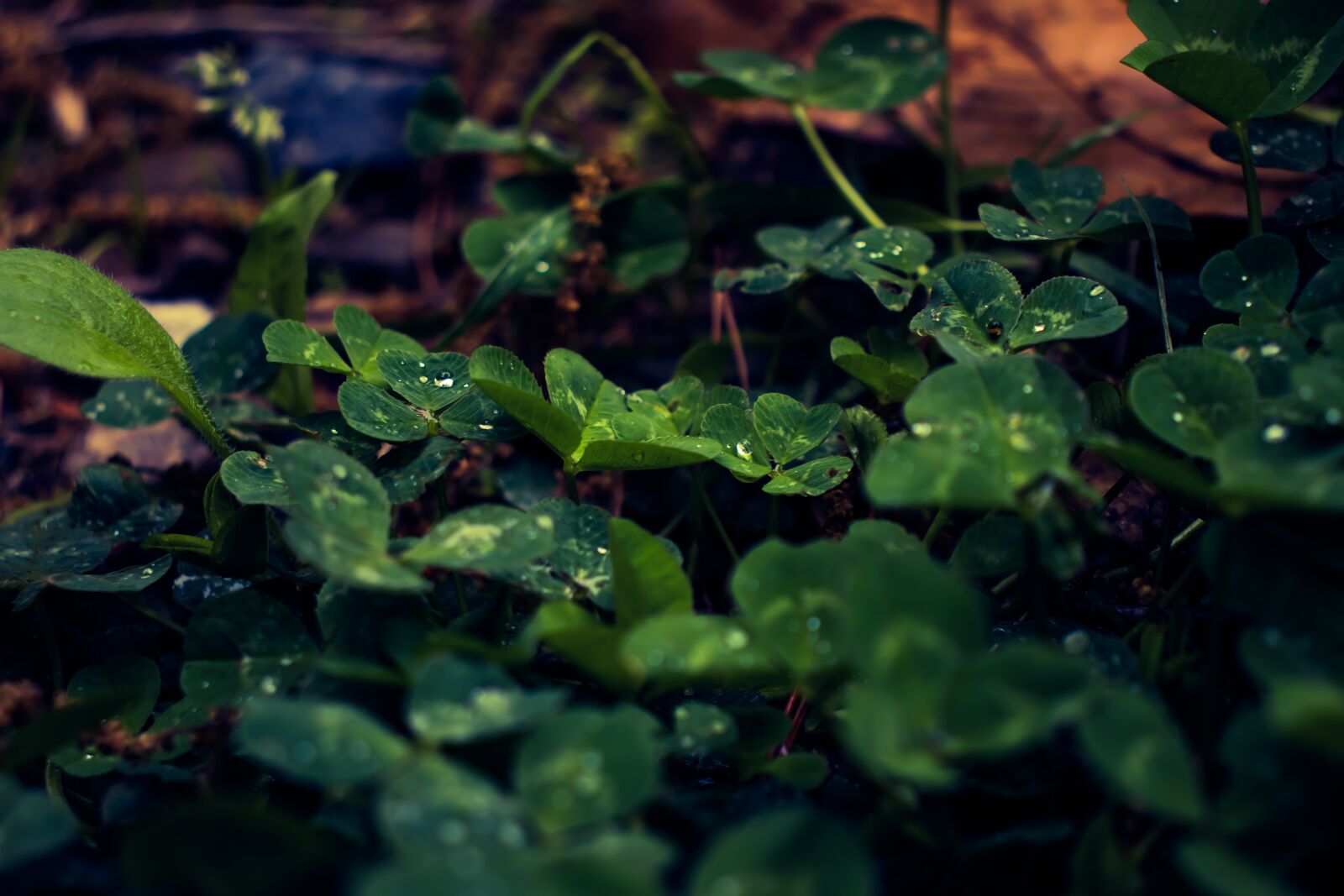 Canon EOS 800D (EOS Rebel T7i / EOS Kiss X9i) sample photo. Leaf, dew, glow photography