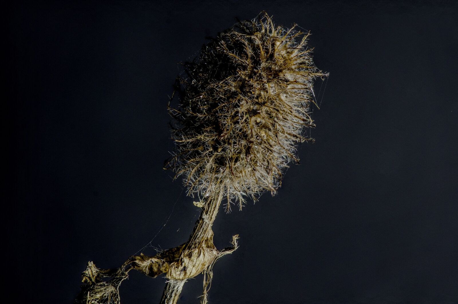 Nikon D7000 sample photo. Macro, art, dead flower photography