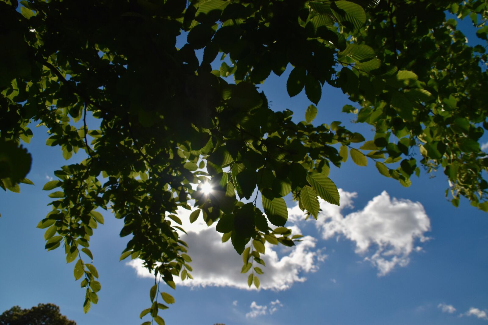 Nikon D5600 sample photo. Tree leaves, branch, sun photography