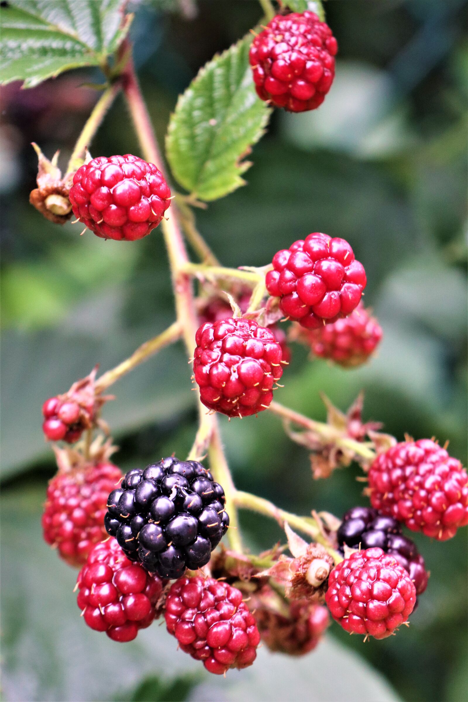 Canon EOS M6 sample photo. Blackberries, forest fruits, vitamins photography