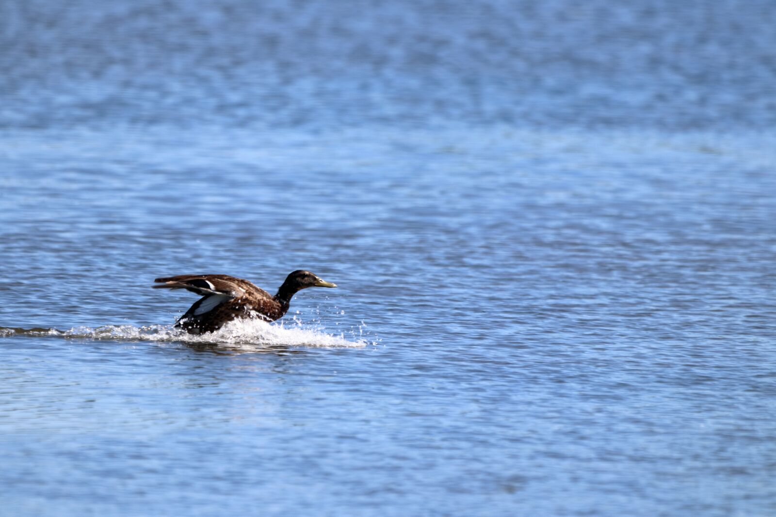 150-600mm F5-6.3 DG OS HSM | Contemporary 015 sample photo. Bird, nature, animal photography