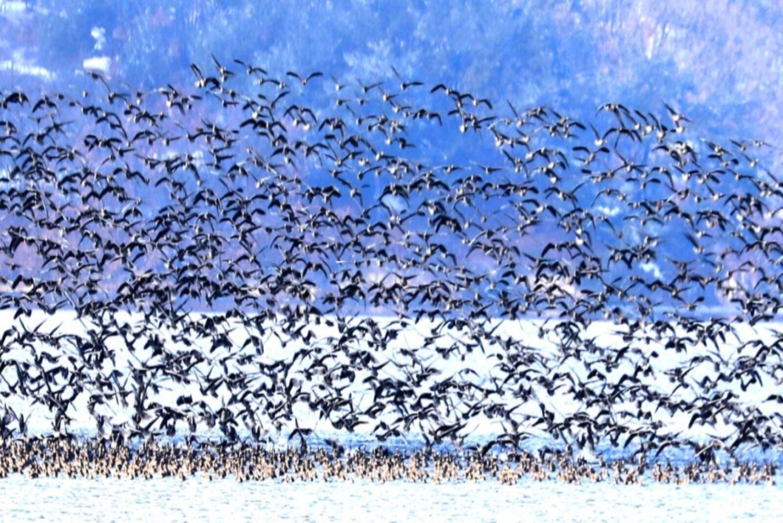 Canon EOS 5D Mark IV sample photo. Migratory birds, birds, emergency photography