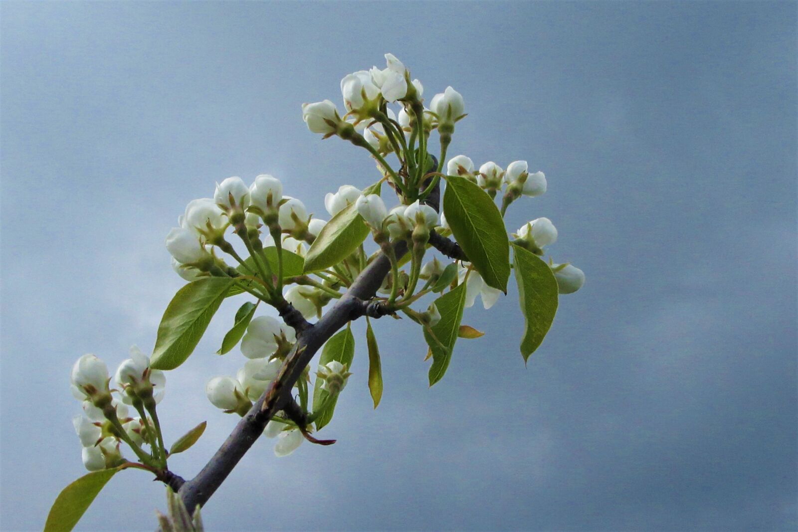 Canon PowerShot SX610 HS sample photo. Blossom, flowers, white photography