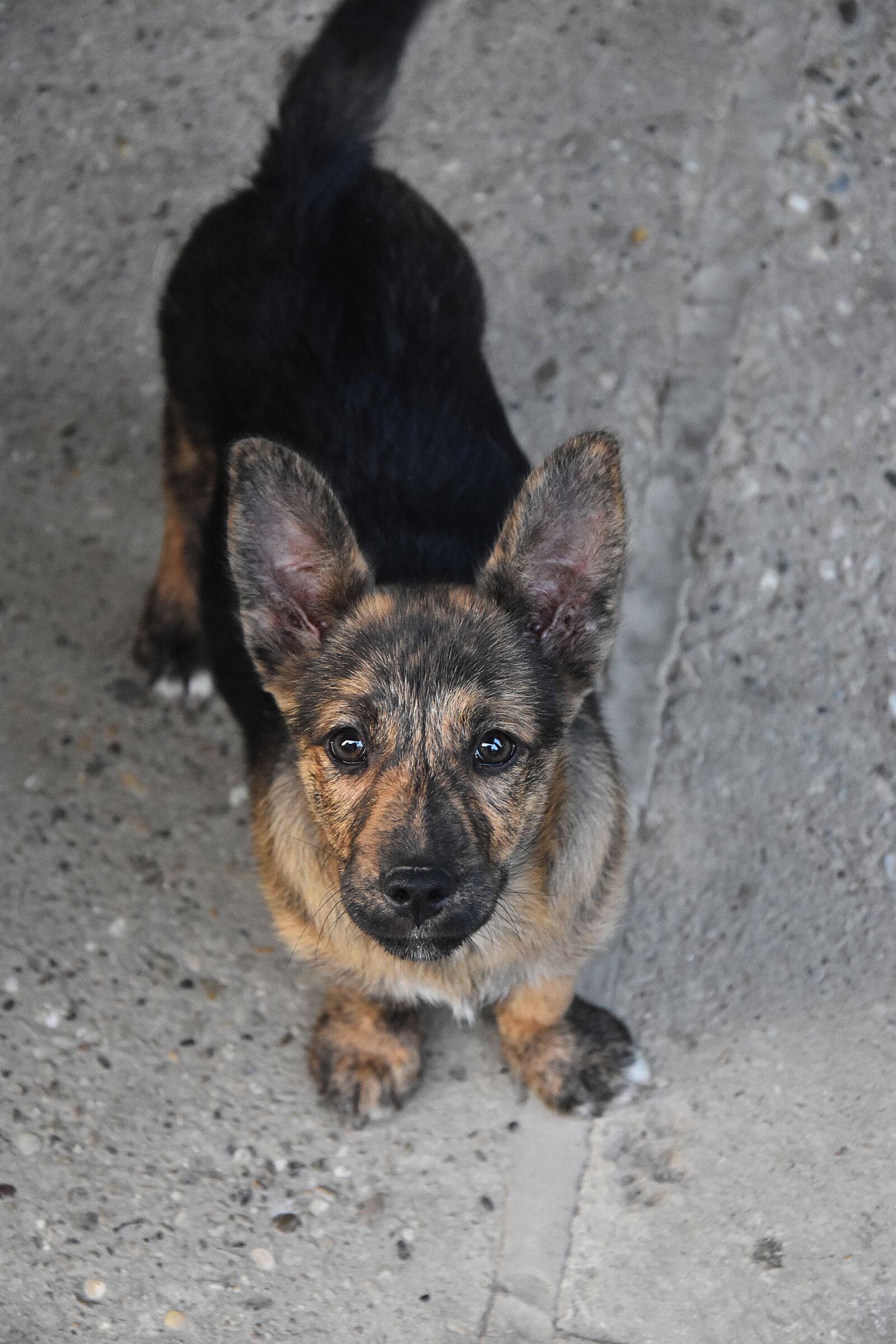 Nikon D3400 sample photo. Dog, pet, puppy photography