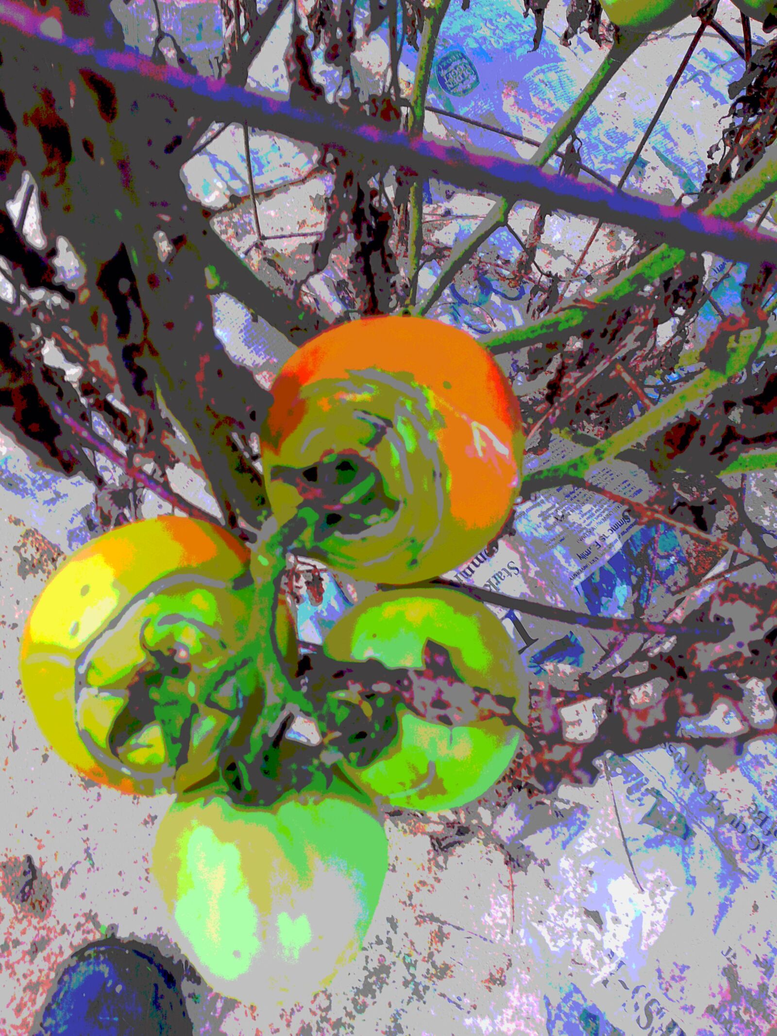 Samsung Galaxy S3 sample photo. Tomato, tomatoes, vegetables photography
