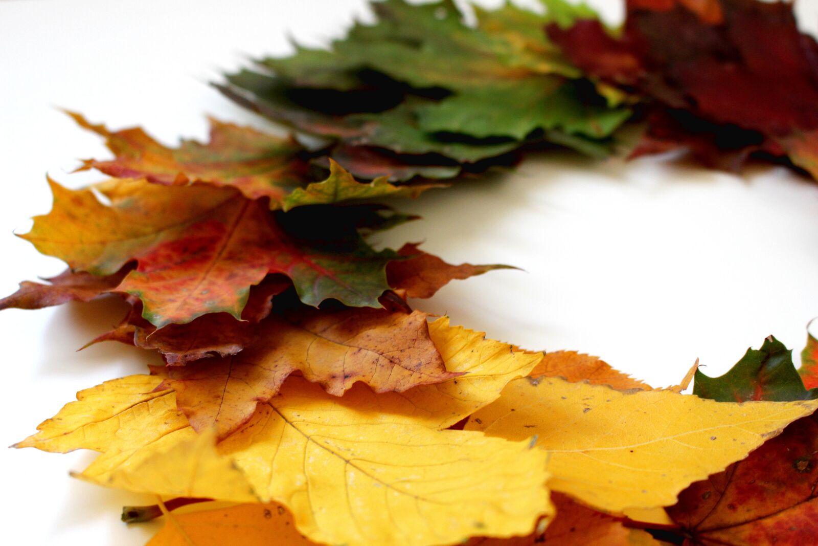 Canon EOS 700D (EOS Rebel T5i / EOS Kiss X7i) sample photo. Leaves, autumn, fall foliage photography