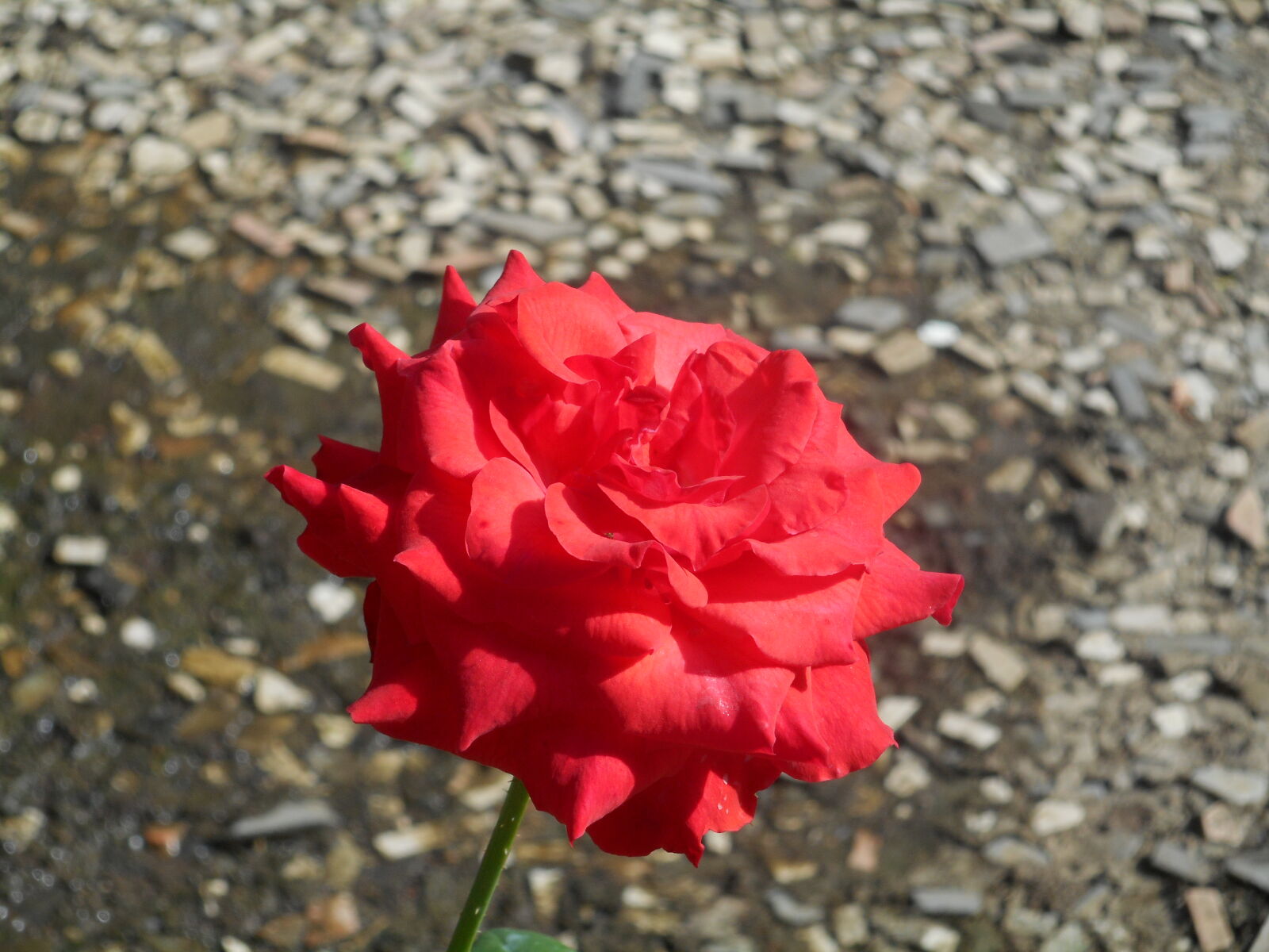 Nikon Coolpix S3700 sample photo. Beautiful, flowers, roses photography